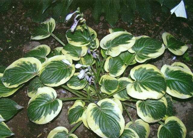 Hosta 'Grandpa's Love' Courtesy of Bob Hacksbarth