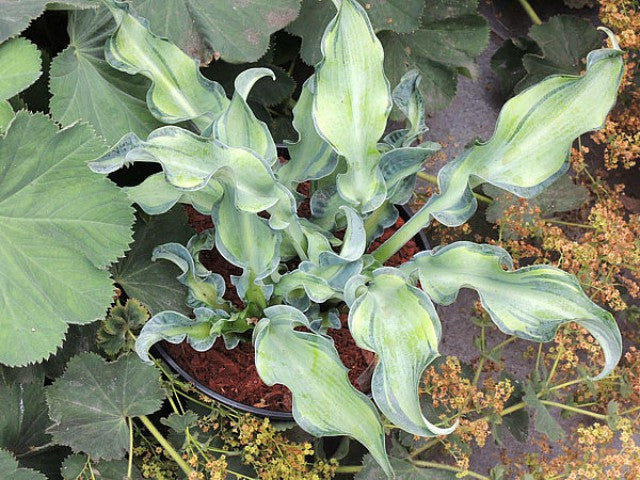 Hosta 'Gravity Rocks' Courtesy of Hugo Philips