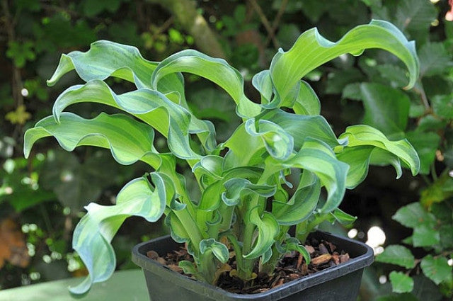 Hosta 'Gravity Rocks' Courtesy of Hugo Philips