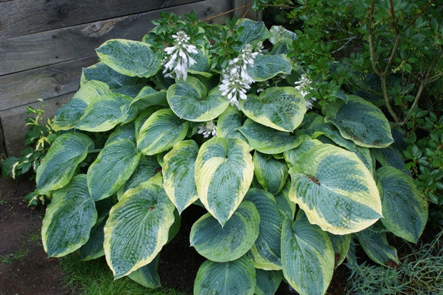 'Great Arrival' Hosta From NH Hostas