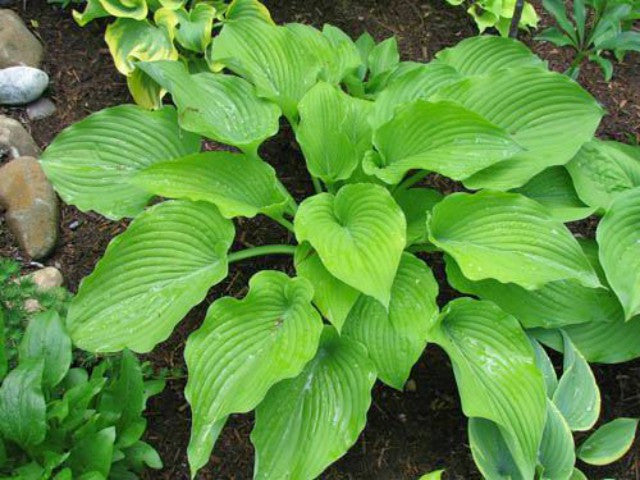 'Great Lakes Gold' Hosta Courtesy of Kathie Sisson