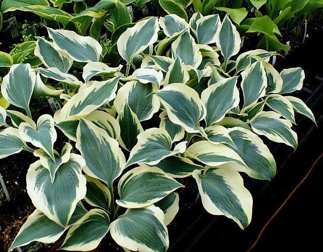 'Great Escape' Hosta