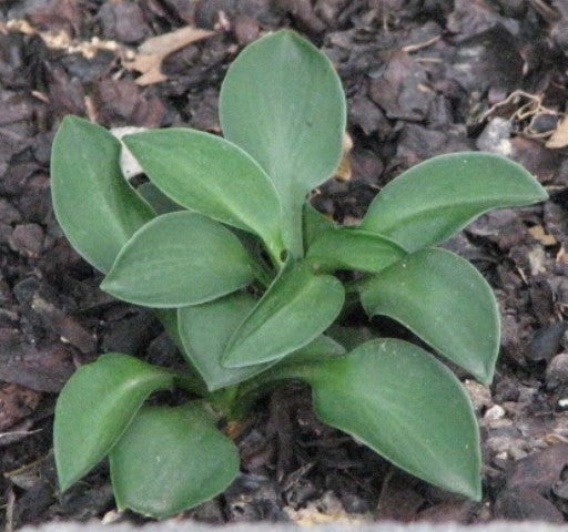 'Green Mouse Ears' Hosta