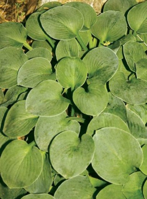 'Green Mouse Ears' Hosta