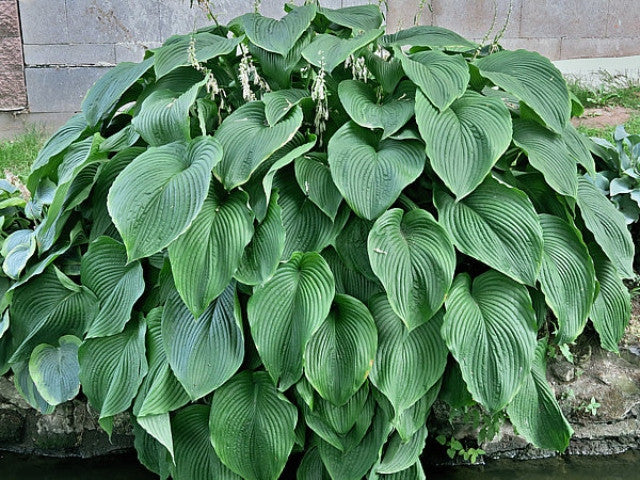 Hosta 'Green Acres' Courtesy of Vladimir Mirka and the Hosta Library