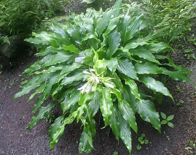 Hosta 'Green Fountain' Courtesy of the Hosta Library