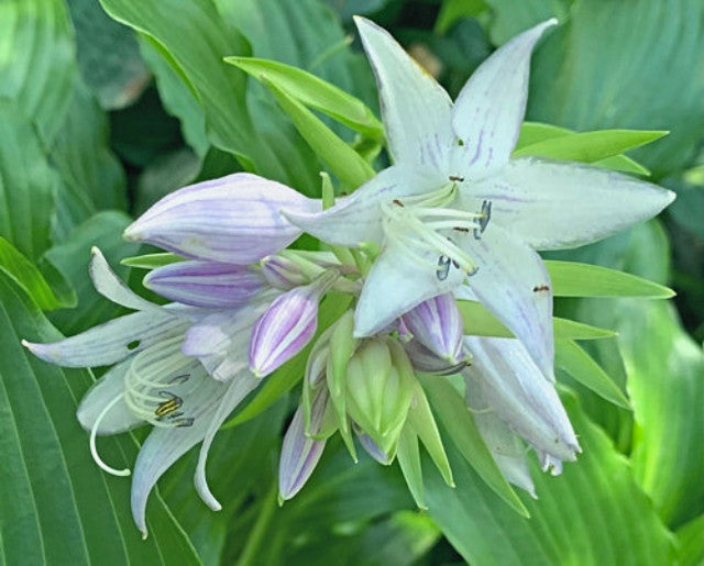 Hosta 'Green Fountain' Courtesy of the Hosta Library
