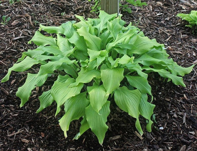 'Green Lava' Hosta Courtesy of the Hosta Library