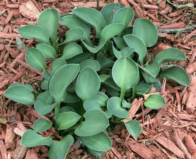 'Green Mouse Ears' Hosta Courtesy of Carol Brashear