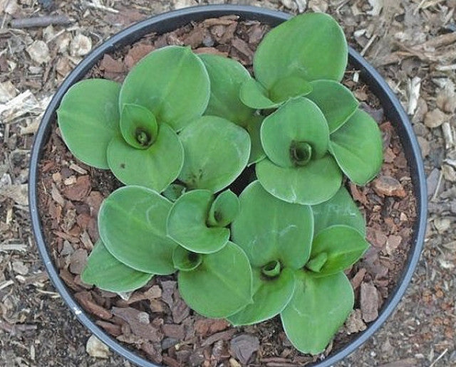 Hosta 'Green Thumb' Courtesy of Danny Van Eechaute and the Hosta Library