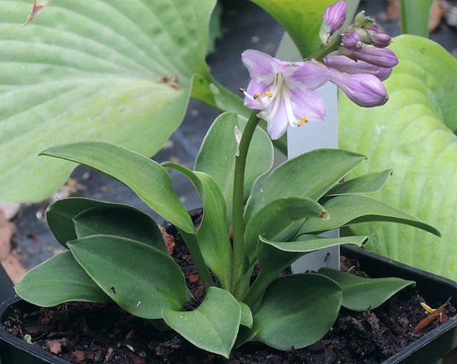 Hosta 'Green Thumb' Courtesy of Danny Van Eechaute and the Hosta Library