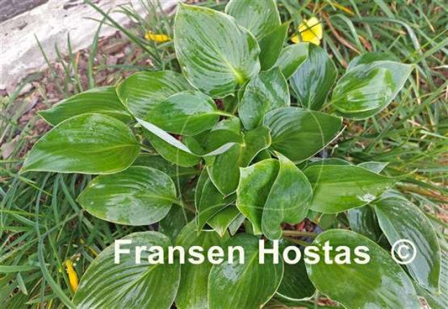 Hosta 'Green Deal' Courtesy of Fransen Hostas