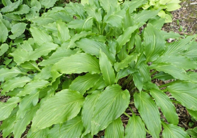 Hosta 'Green Fountain' Courtesy of Gayle Hartley Alley