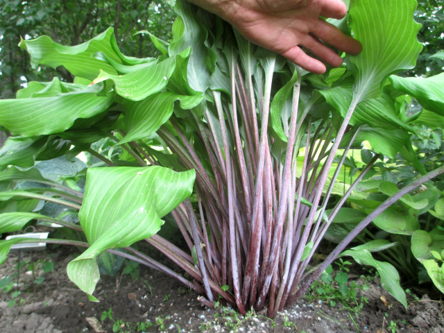 'Green Lava' Hosta Courtesy of Ed Schulz