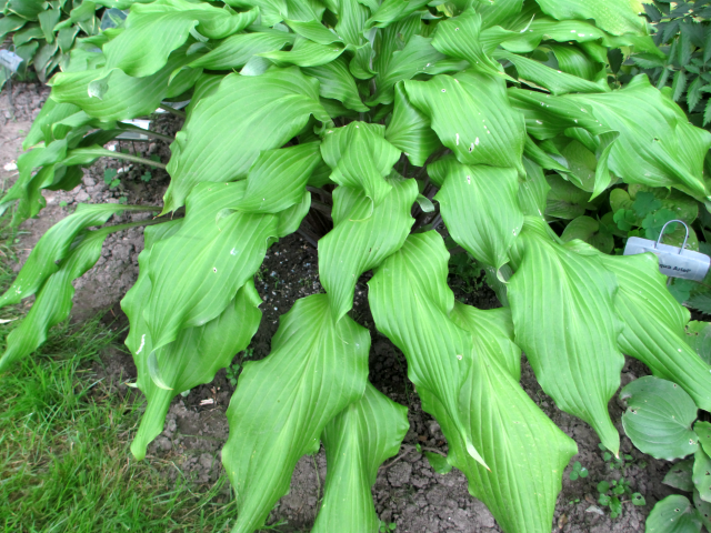 'Green Lava' Hosta Courtesy of Ed Schulz