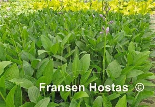 Hosta 'Green Necklace' Courtesy of Fransen Hostas