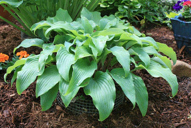 'Gretchen's Grace' Hosta Courtesy of Kathie Sisson