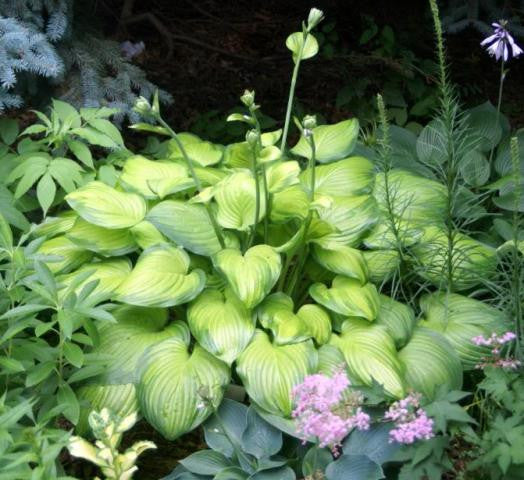 'Guacamole' Hosta Courtesy of Walters Gardens