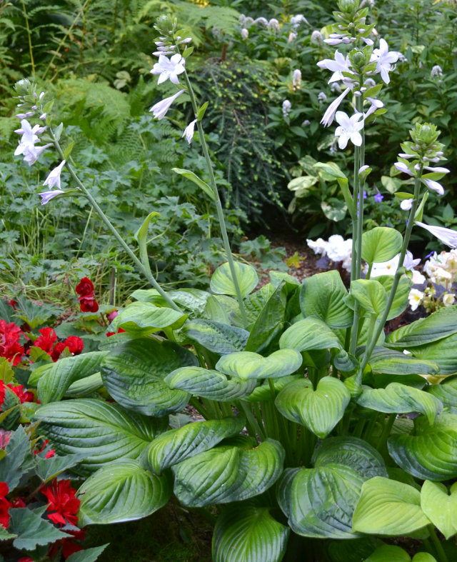 'Guacamole' Hosta Courtesy of Walters Gardens