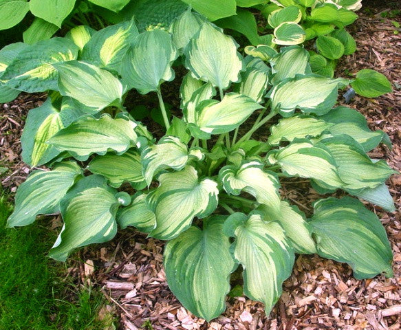 'Guardian Angel' Hosta