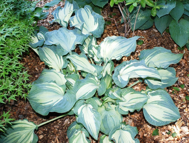 'Guardian Angel' Hosta