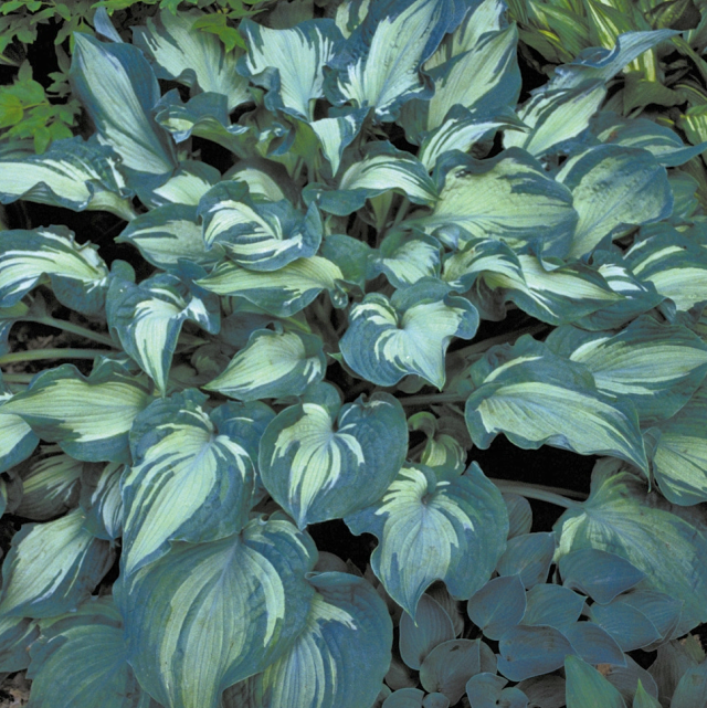 'Guardian Angel' Hosta Courtesy of Walters Gardens