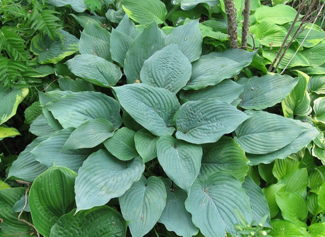 Hosta 'Gunsmoke' Courtesy of Tony Wong and the Hosta Library