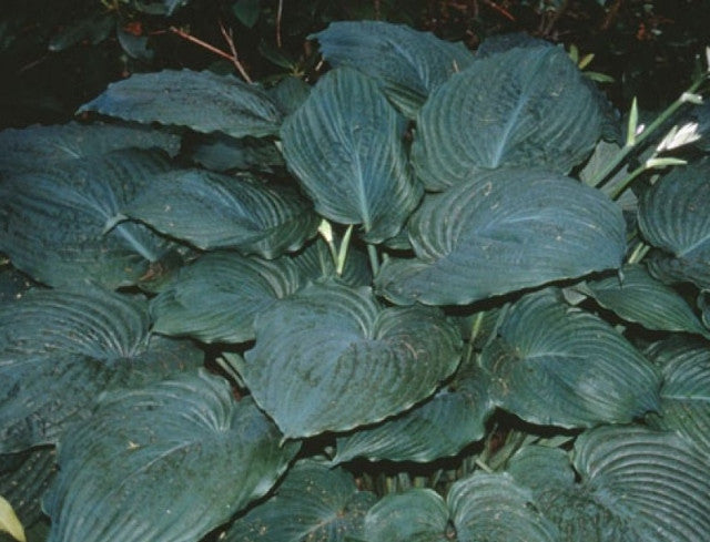 Hosta 'Gunsmoke' Courtesy of Roy Herold