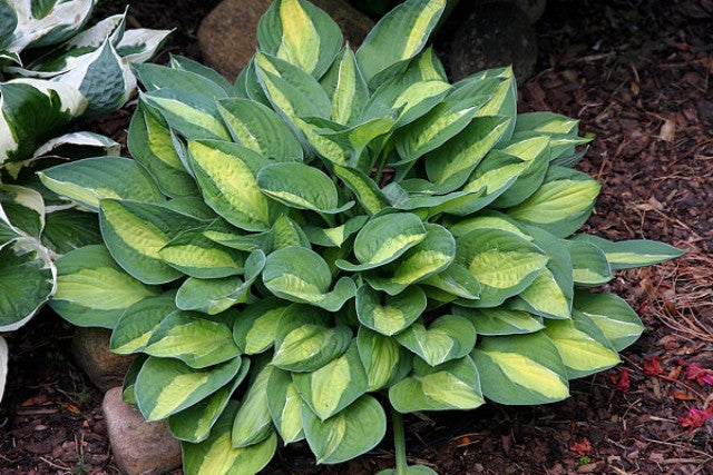 Hosta 'Gypsy Rose' Courtesy of Mario Wick and the Hosta Library