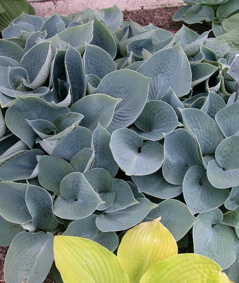 'Hadspen Blue' Hosta Courtesy of Walters Gardens