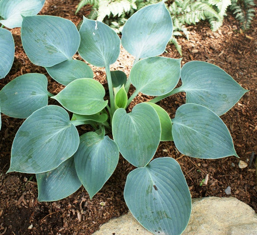 'Hadspen Blue' Hosta From NH Hostas