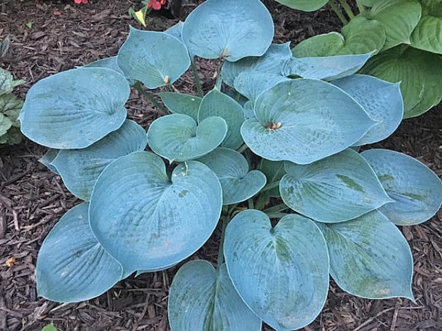 Hosta 'Hadspen Blue' Courtesy of the Hosta Library