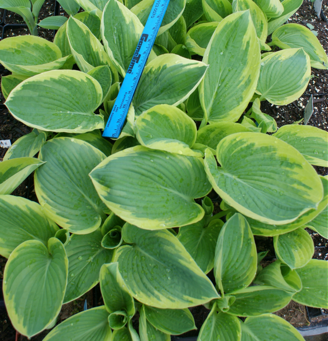 'Hampshire County' Hosta From NH Hostas