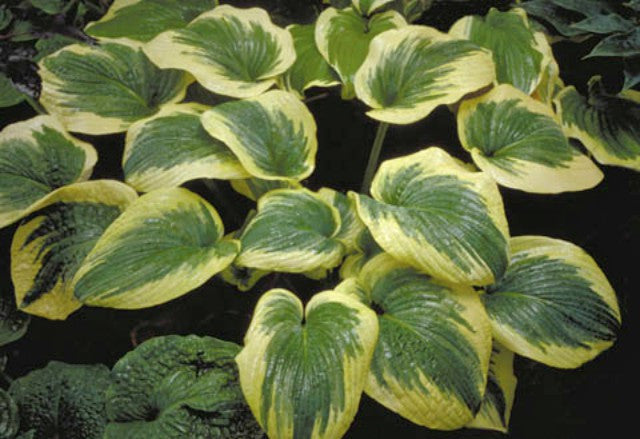 'Hampshire County' Hosta Courtesy of Shady Oaks Nursery
