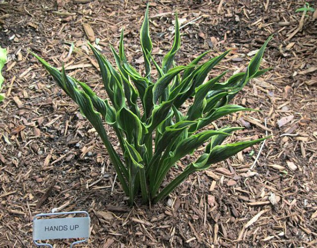 'Hands Up' Hosta Courtesy of Carol Brashear