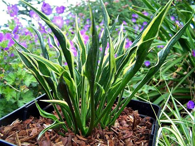 'Hands Up' Hosta Courtesy of Naylor Creek