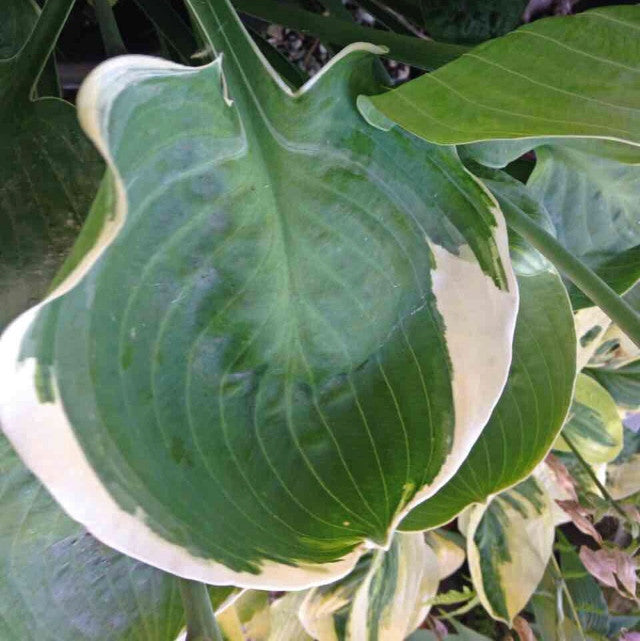 Hosta 'Hanjas The One' Courtesy of the Hosta Library