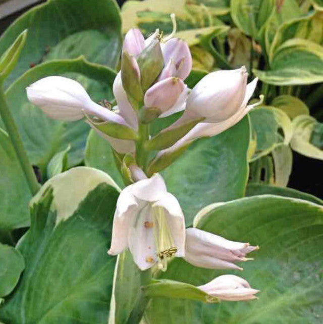 Hosta 'Hanjas The One' Courtesy of the Hosta Library