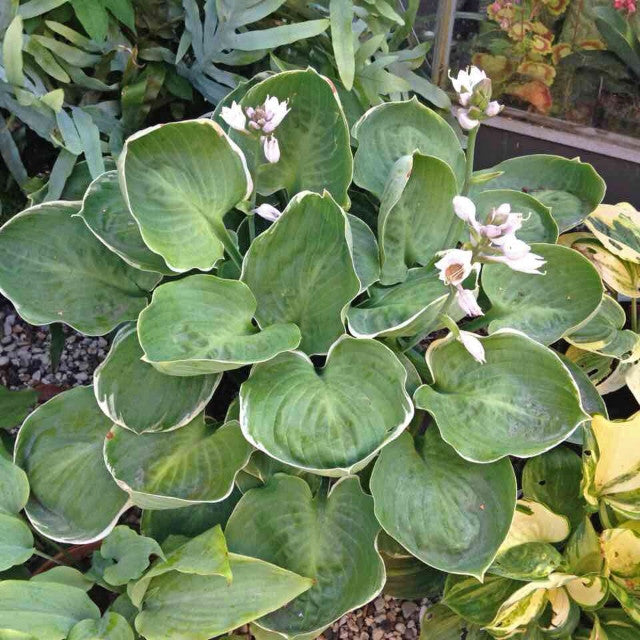 Hosta 'Hanjas The One' Courtesy of the Hosta Library