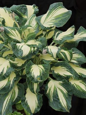 'Hans' Hosta Courtesy of Walters Gardens