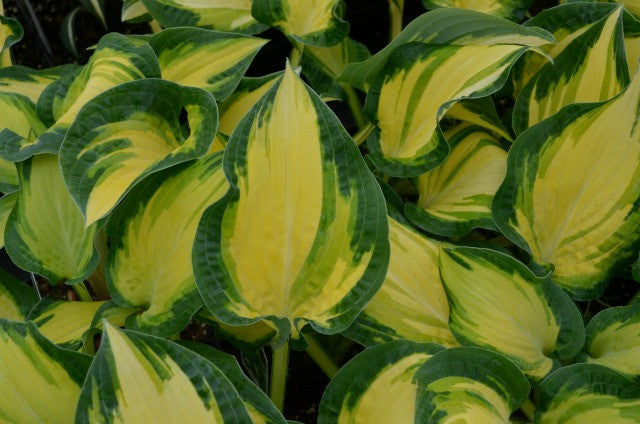 'Happy Dayz' Hosta Courtesy of Walters Gardens