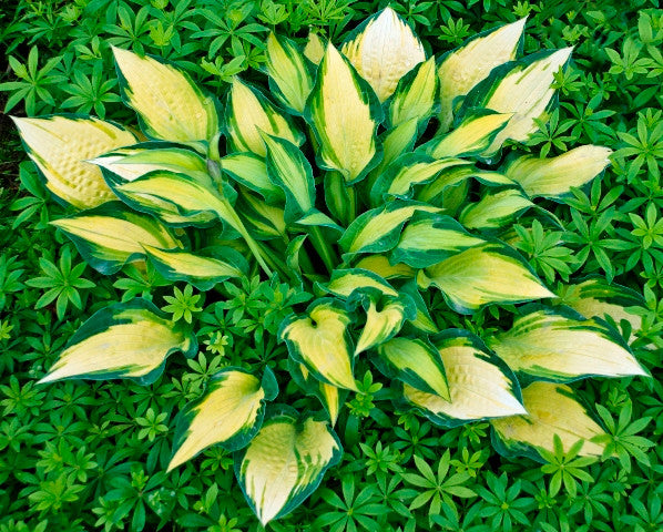 'Happy Dayz' Hosta Courtesy of Walters Gardens