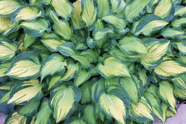 'Happy Dayz' Hosta Courtesy of Walters Gardens