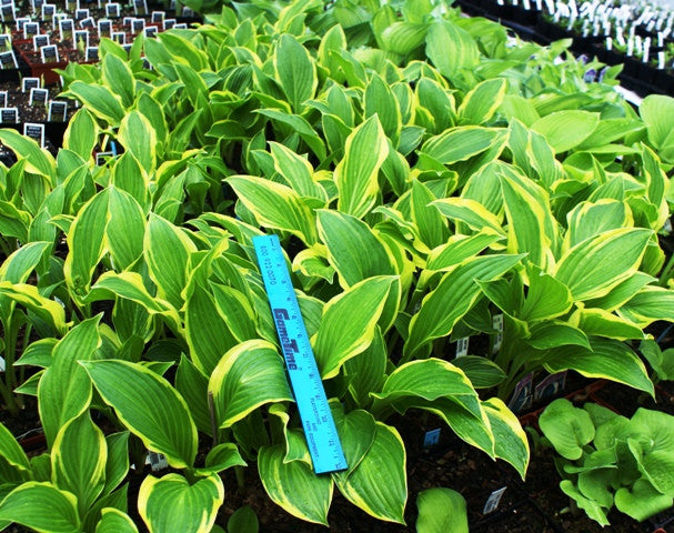 'Harpoon' Hosta From NH Hostas