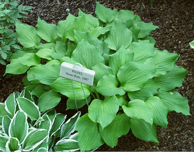 'Hazel' Hosta Courtesy of Carol Brashear