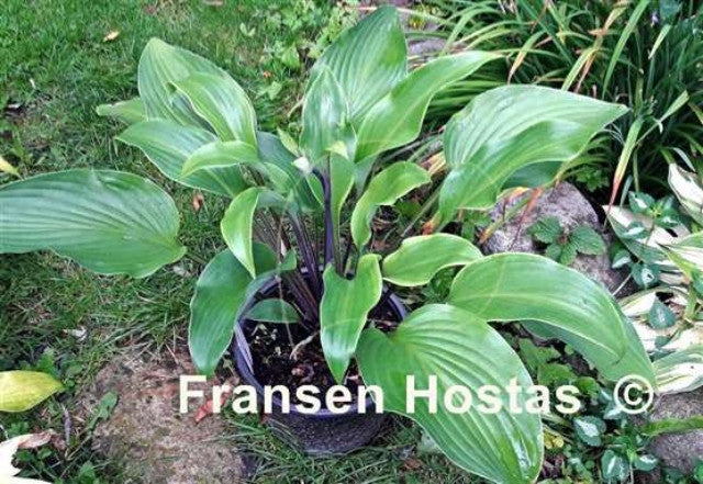 Hosta 'Hear No Evil' Courtesy of Fransen Hostas