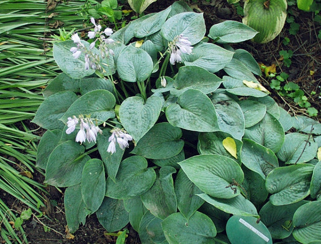 Hosta 'Heart Throb' Courtesy of the Hosta Library