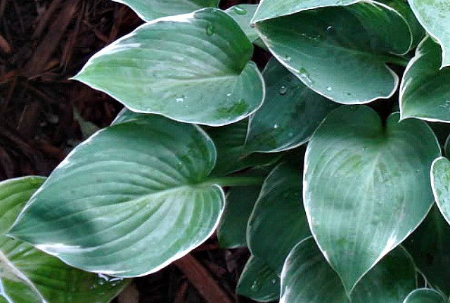 'Heartsong' Hosta