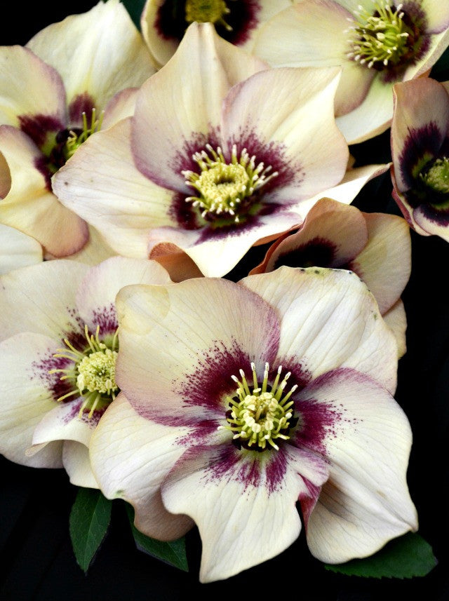 Helleborus 'Sandy Shores' Courtesy of Walters Gardens