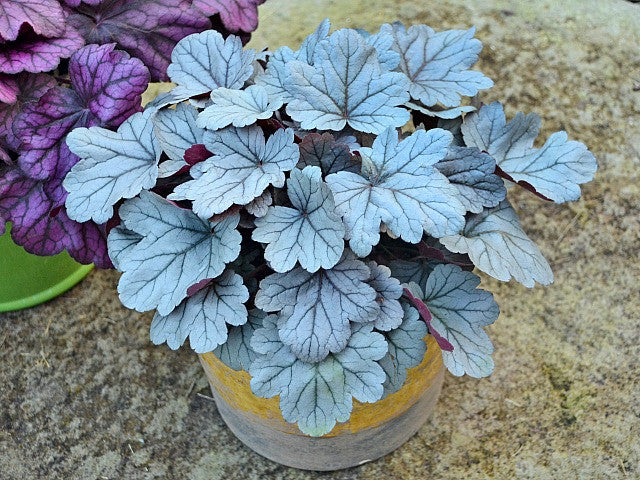 Heuchera 'Silver Gumdrop' Courtesy of Walters Gardens
